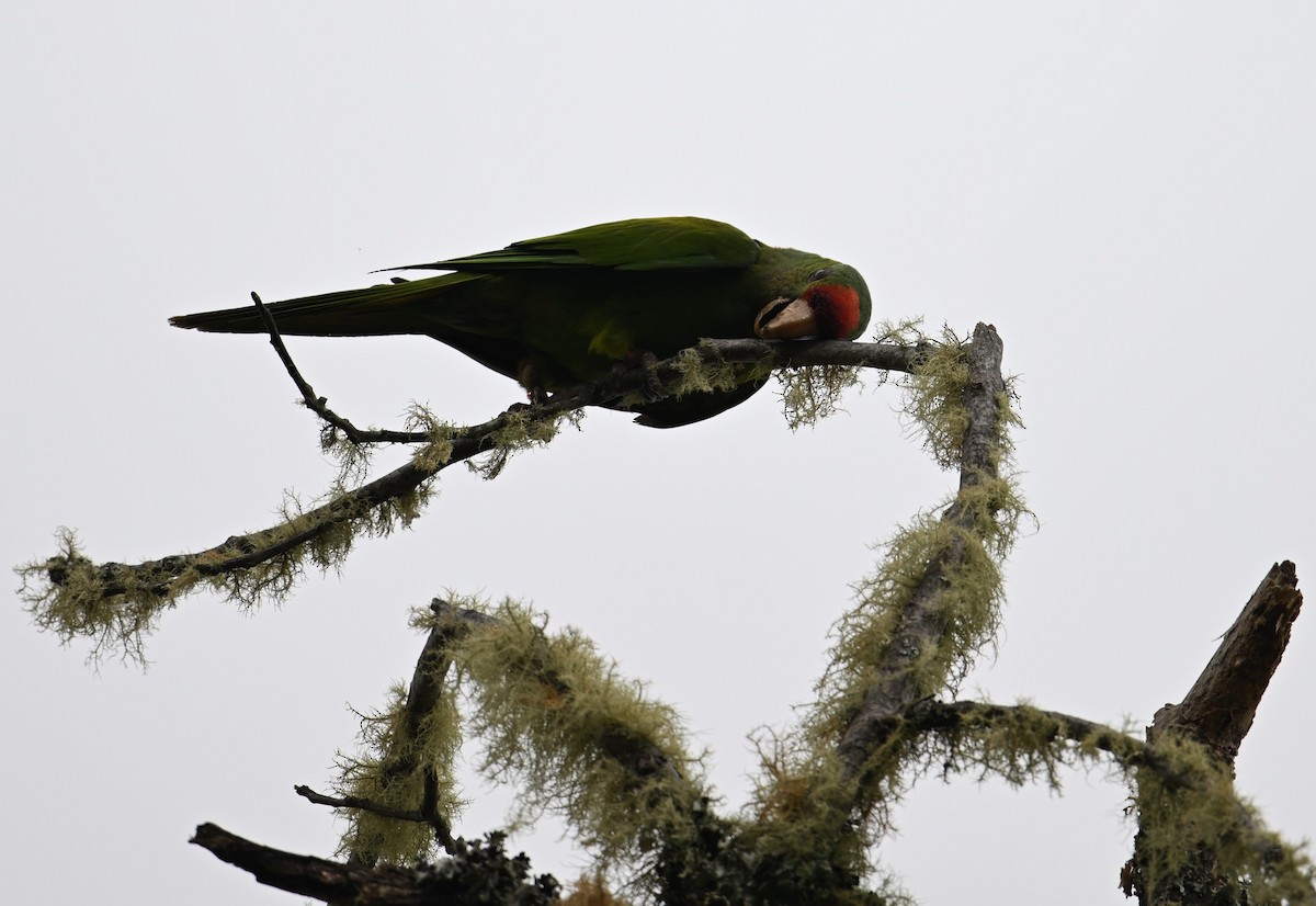 Scarlet-fronted Parakeet - ML650618197