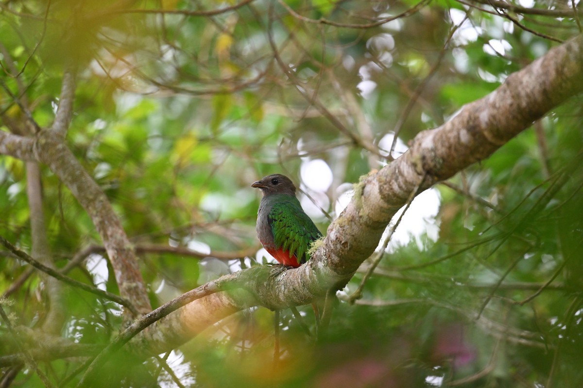 White-tipped Quetzal - ML650618239