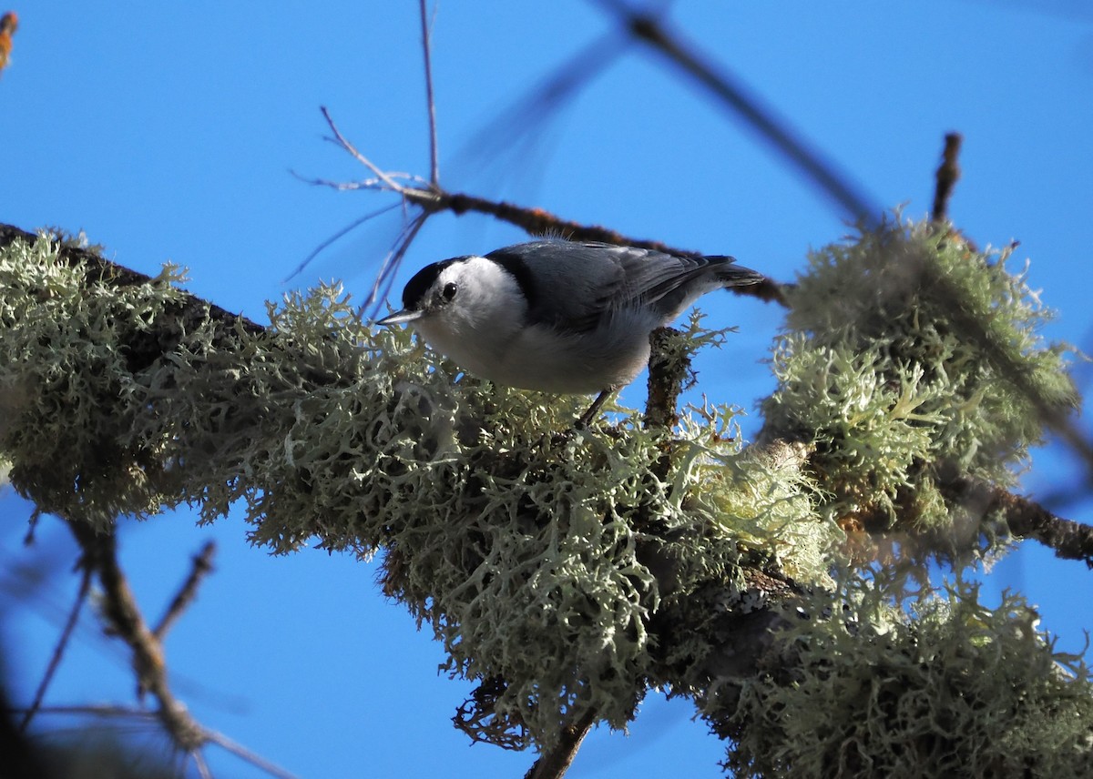 White-breasted Nuthatch (Pacific) - ML650618243