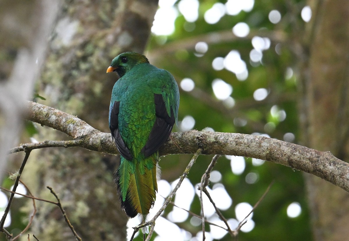 White-tipped Quetzal - ML650618255