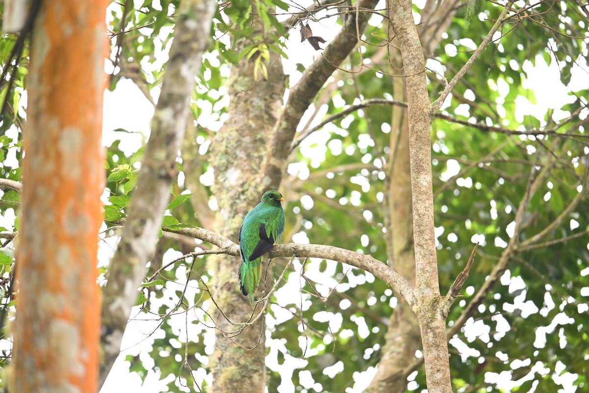 White-tipped Quetzal - ML650618279