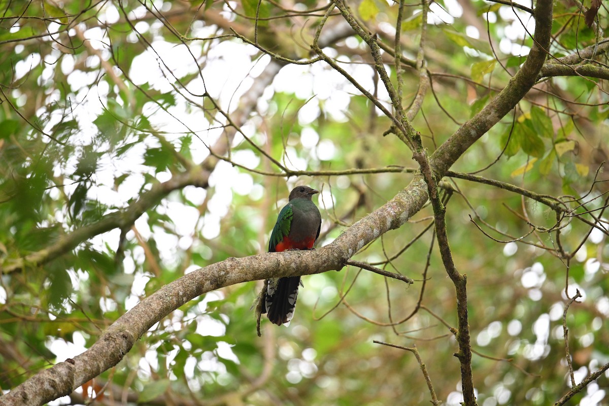White-tipped Quetzal - ML650618286