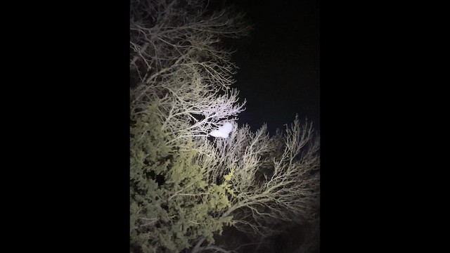 アメリカワシミミズク - ML650618293