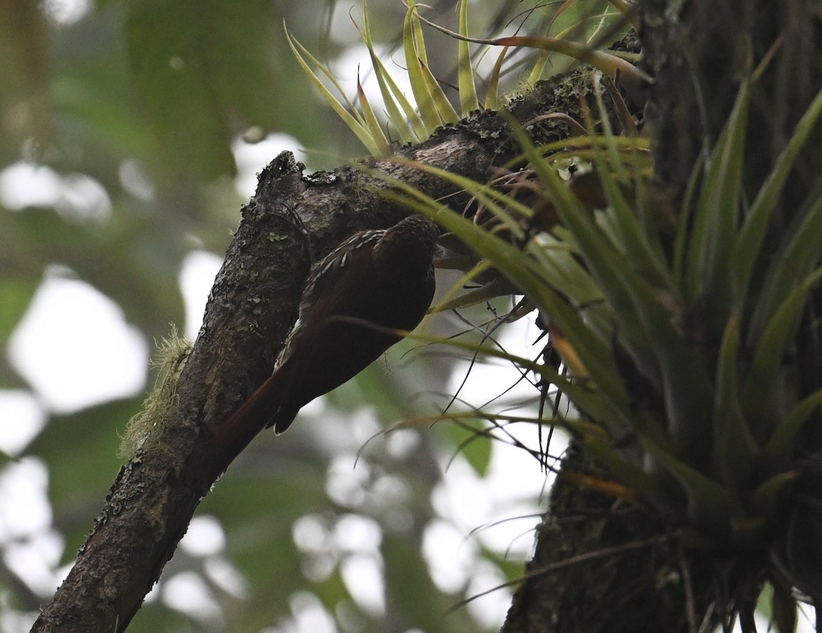 Montane Woodcreeper - ML650618294