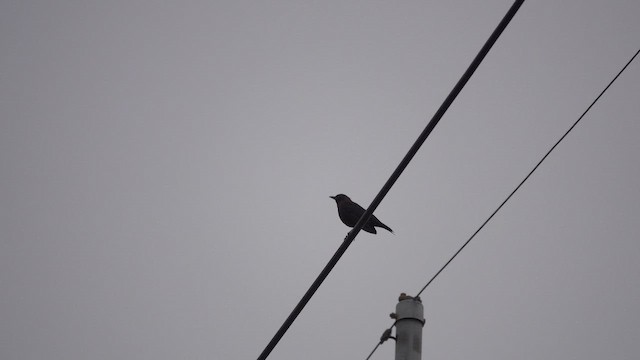 Chinese Blackbird - ML650618308