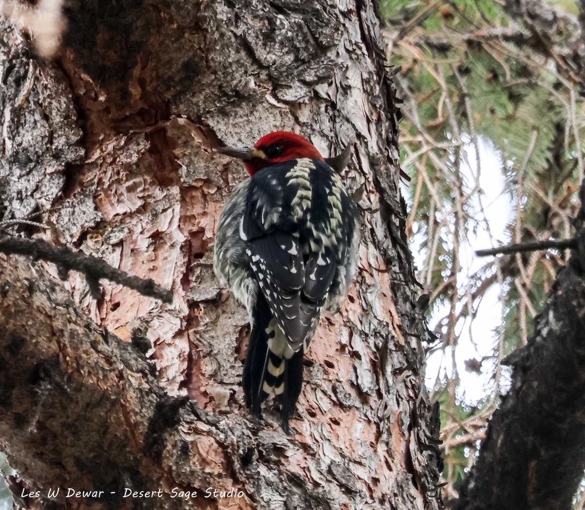 rødbrystsevjespett - ML650618323