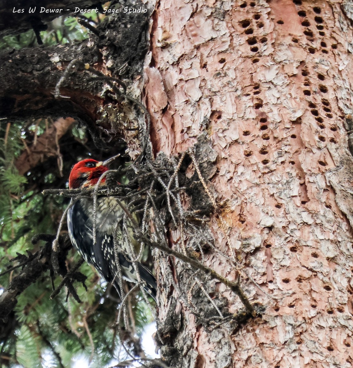 rødbrystsevjespett - ML650618324