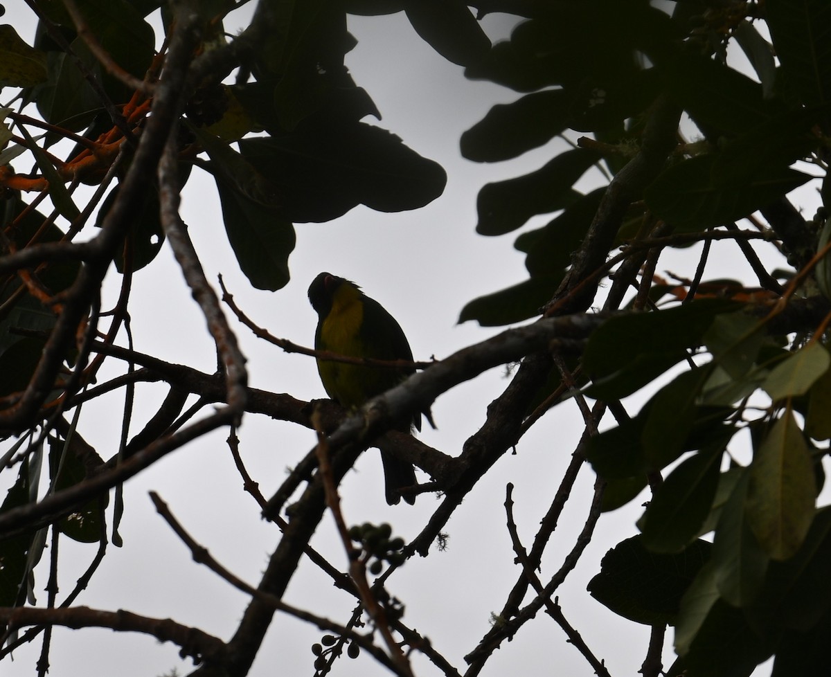 Golden-breasted Fruiteater - ML650618327
