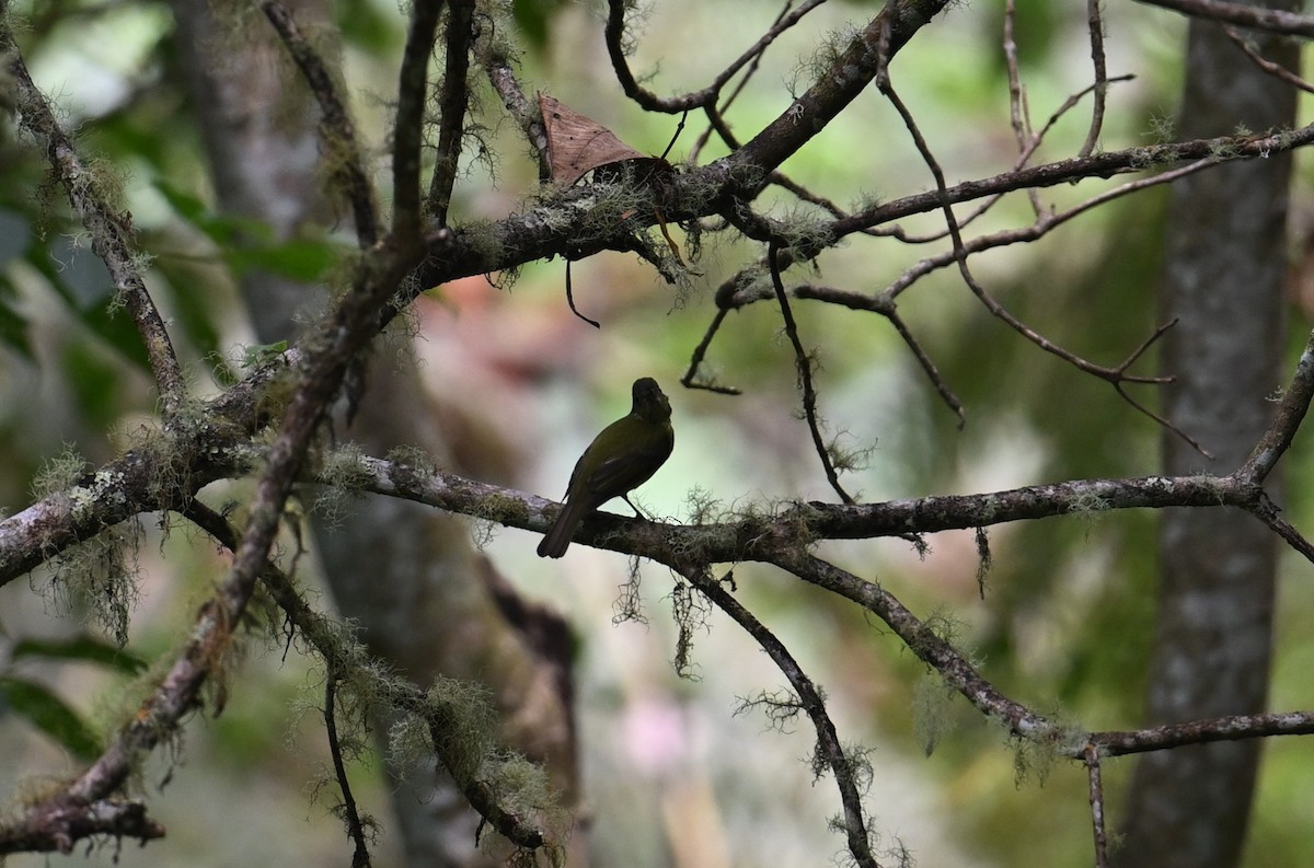 Olive-striped Flycatcher - ML650618397