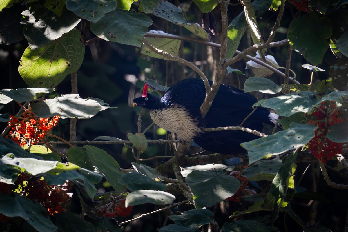 Pavón Cornudo - ML650618421