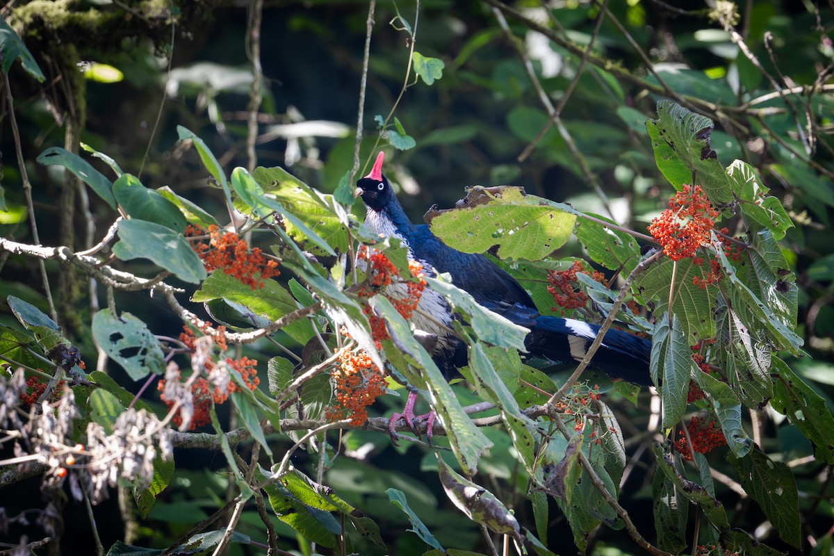 Pavón Cornudo - ML650618422