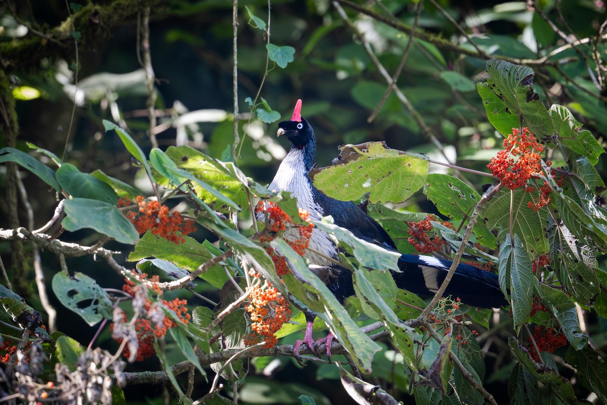 Pavón Cornudo - ML650618424