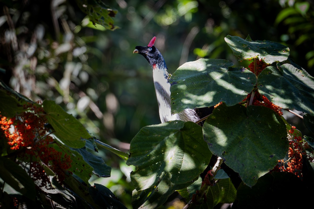 Pavón Cornudo - ML650618425