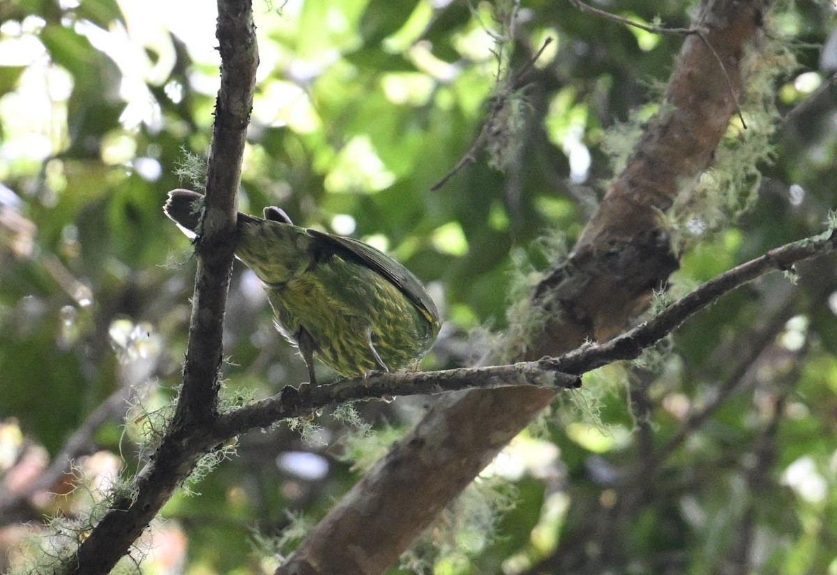 Olive-striped Flycatcher - ML650618526