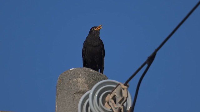 Chinese Blackbird - ML650618684