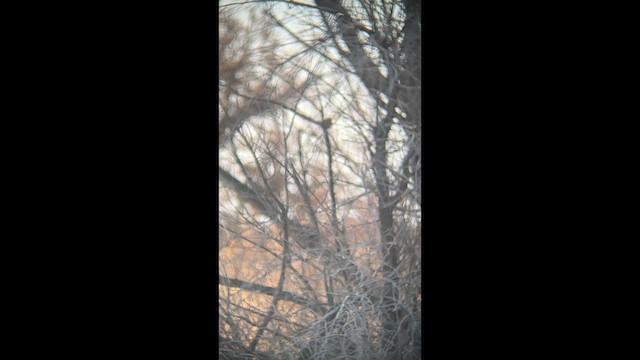 フユミソサザイ - ML650618696