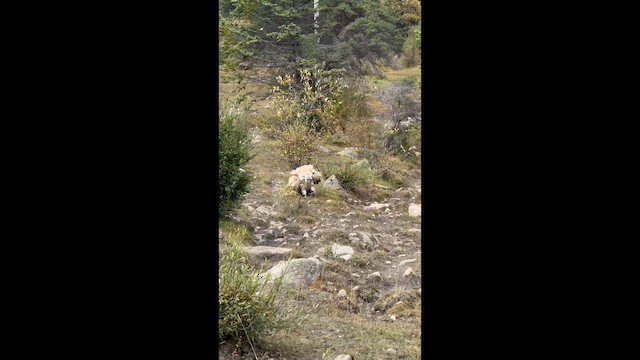נשר הימלאיה - ML650618717