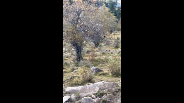 נשר הימלאיה - ML650618718