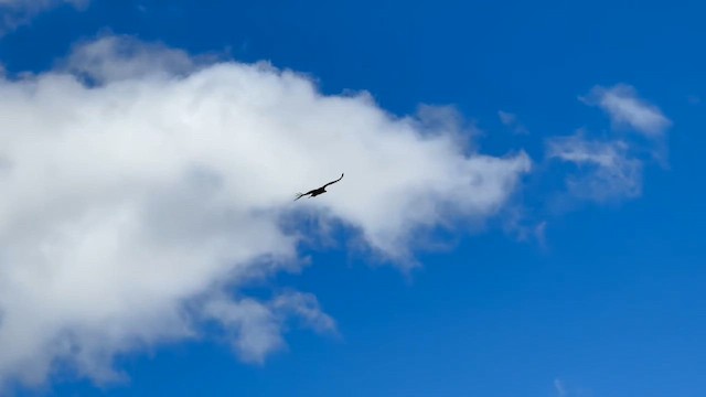 נשר הימלאיה - ML650618719