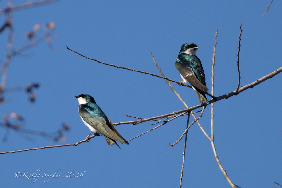 Tree Swallow - ML650618767