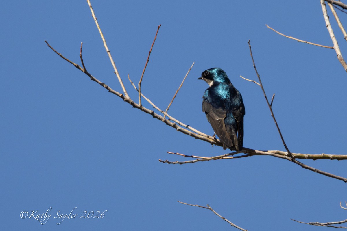 Tree Swallow - ML650618768