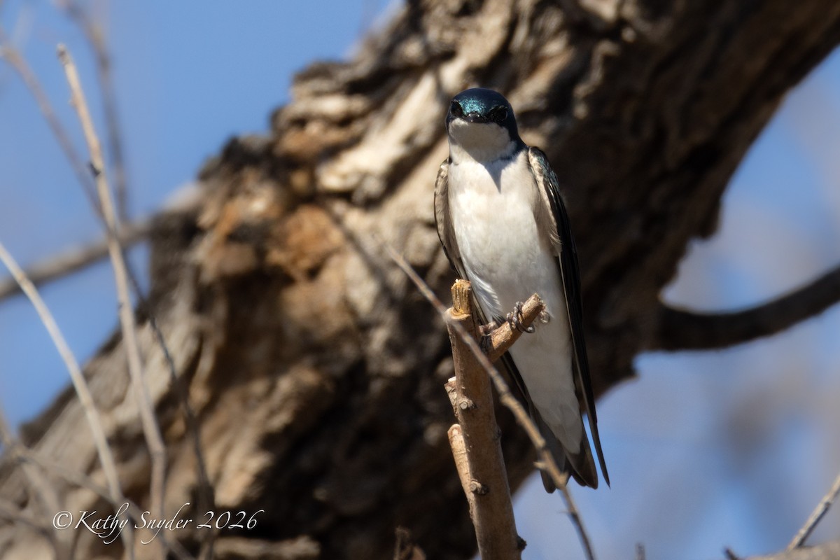 Tree Swallow - ML650618769