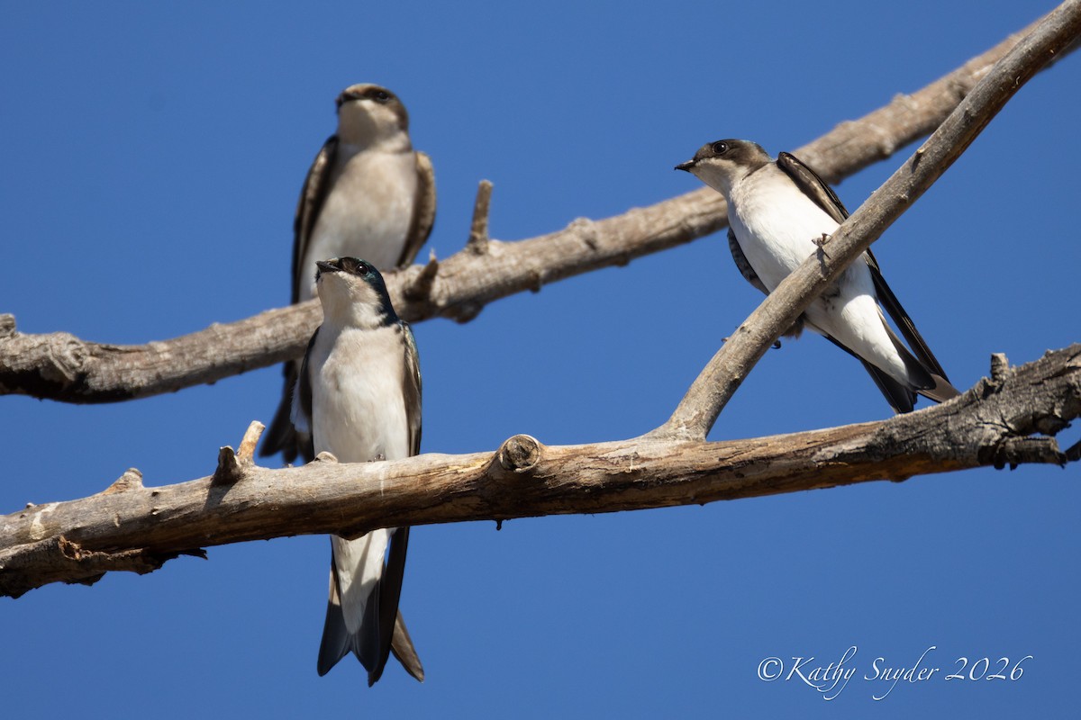 Tree Swallow - ML650618770