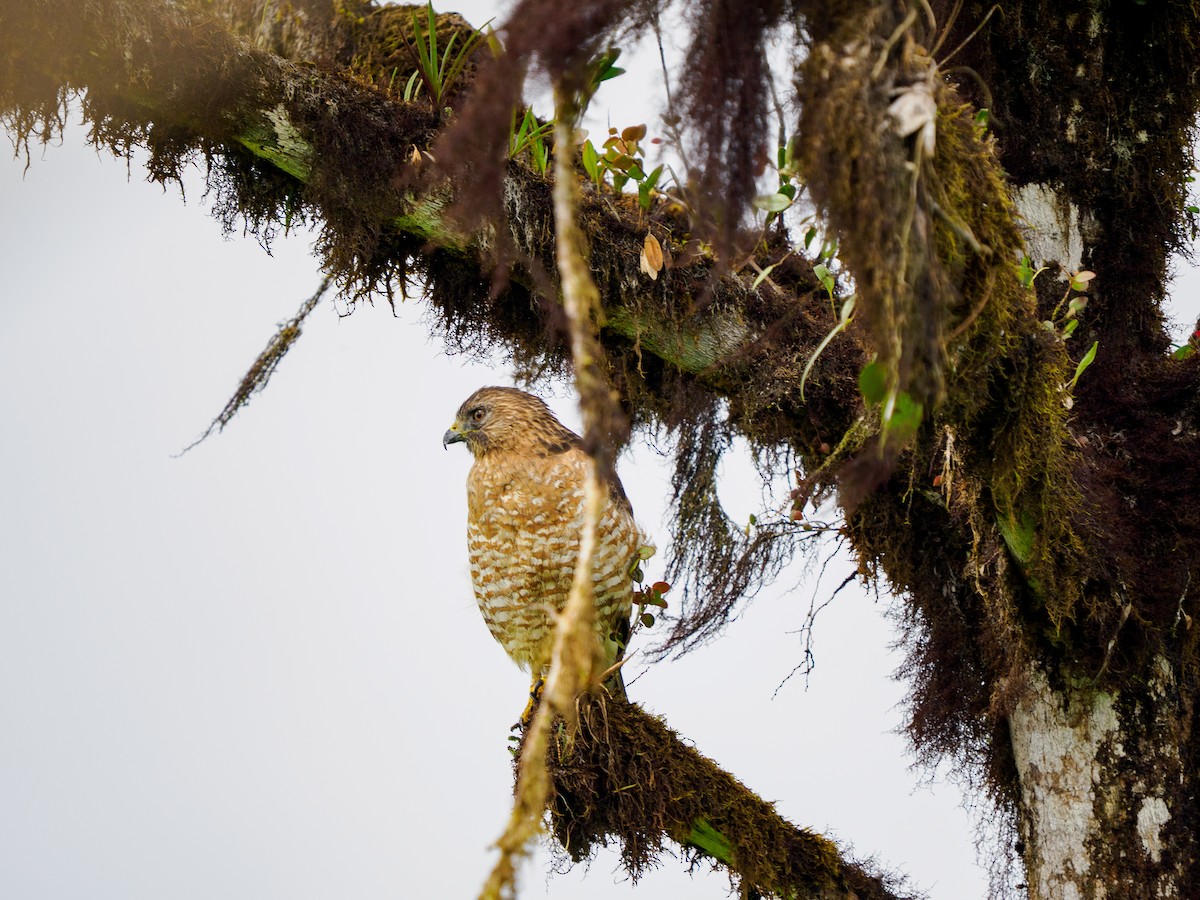 Broad-winged Hawk - ML650618774