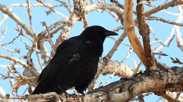 American Crow - ML650618932