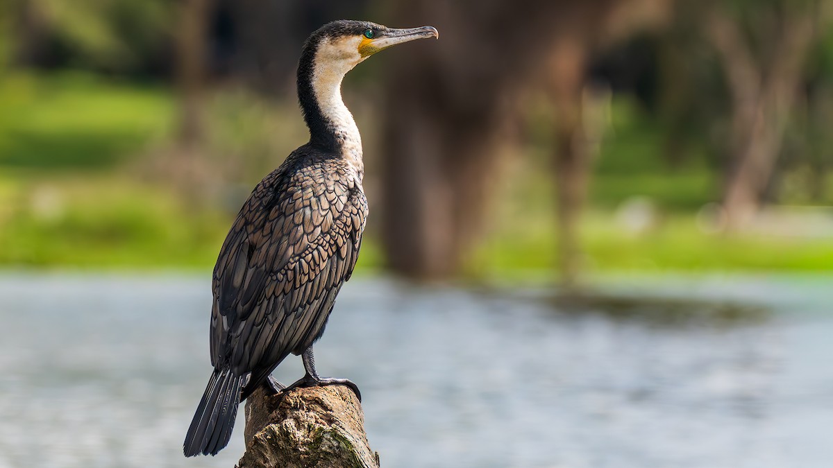 Great Cormorant - ML650618933