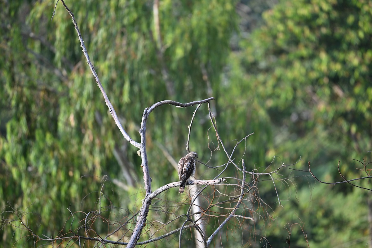 Broad-winged Hawk - ML650618949