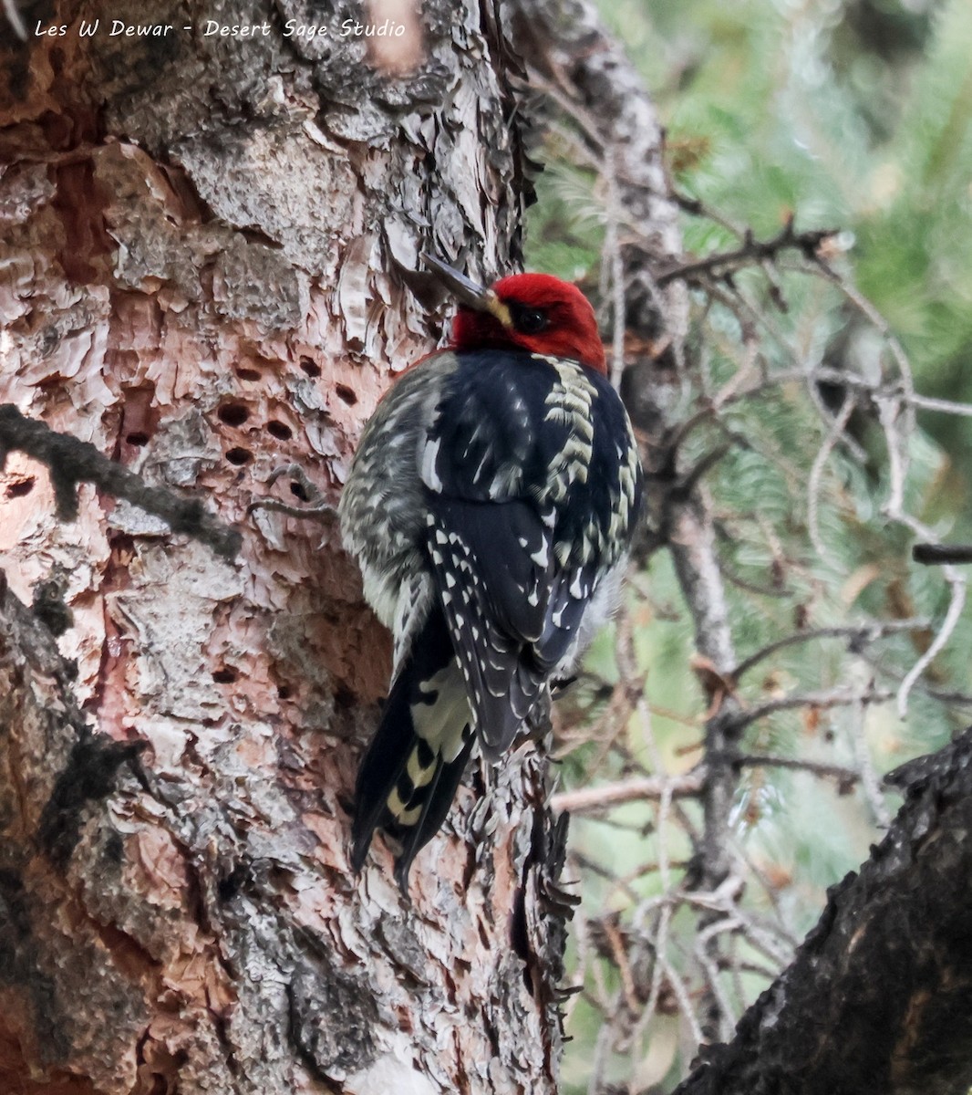 rødbrystsevjespett - ML650618950