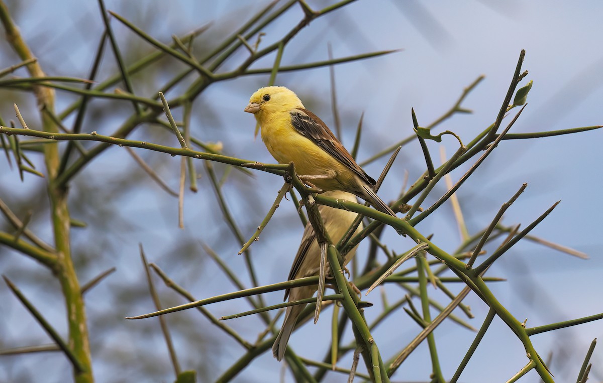 Braunrücken-Goldsperling - ML650618972
