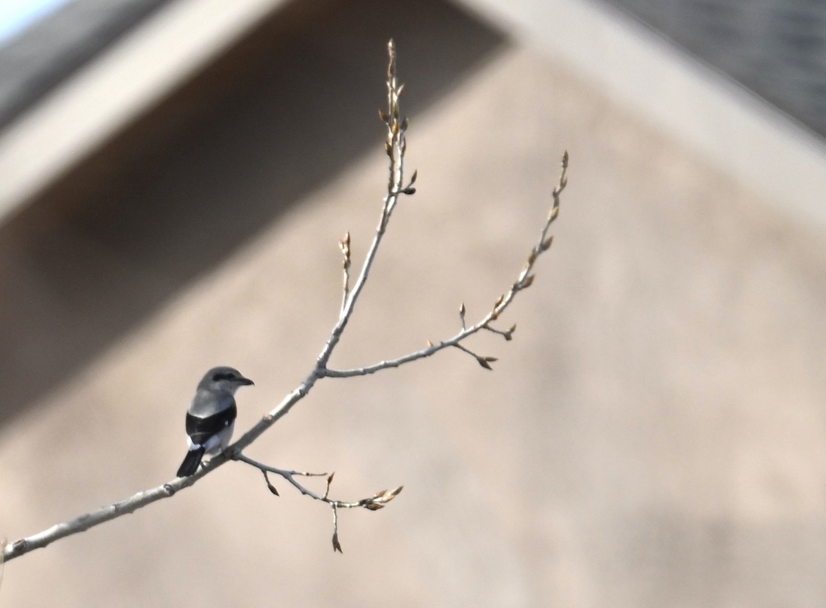 Northern Shrike - ML650618980
