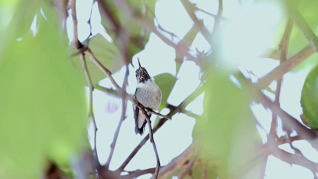 Calliope Hummingbird - ML650619163