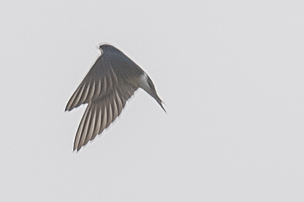 Tree Swallow - ML650619170