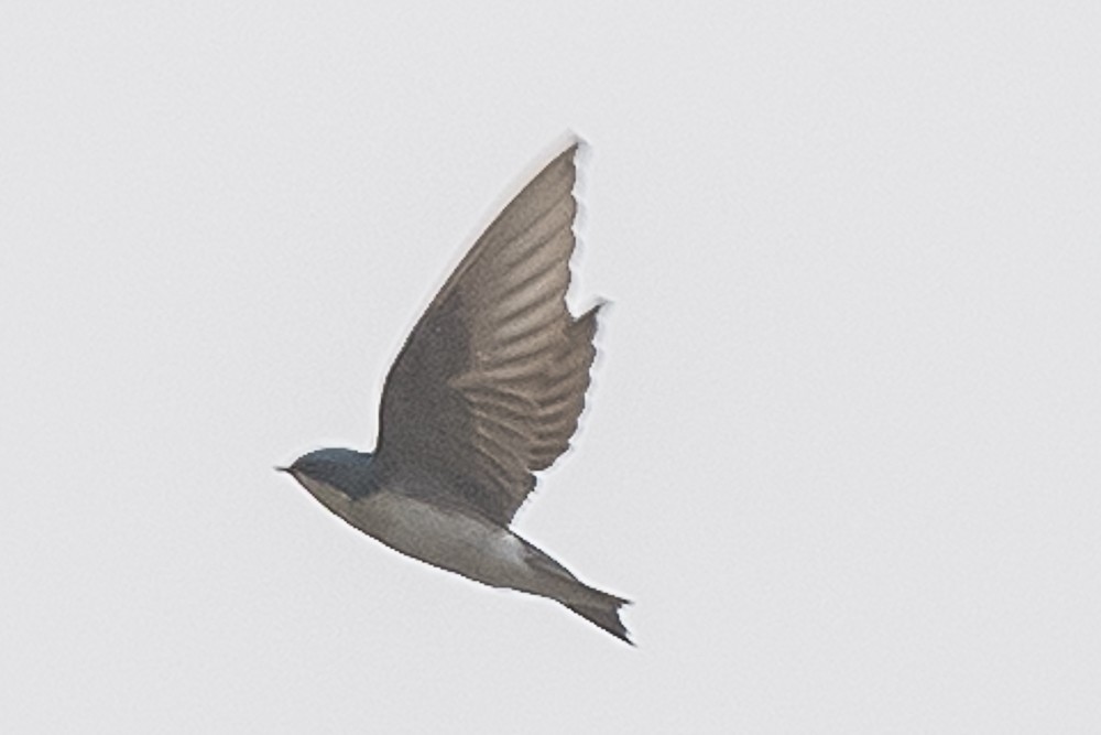 Tree Swallow - ML650619172