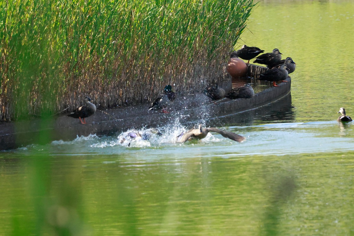 Eastern Spot-billed Duck - ML650619207