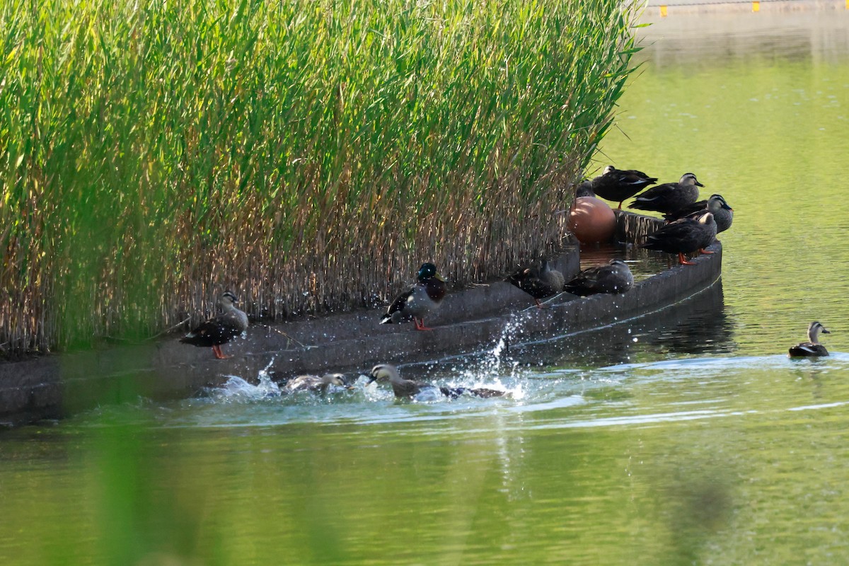Eastern Spot-billed Duck - ML650619212