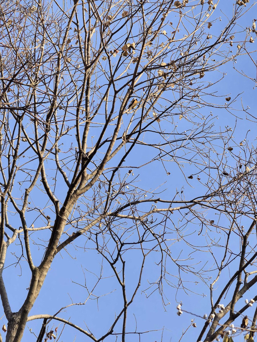 Daurian Redstart - ML650619218