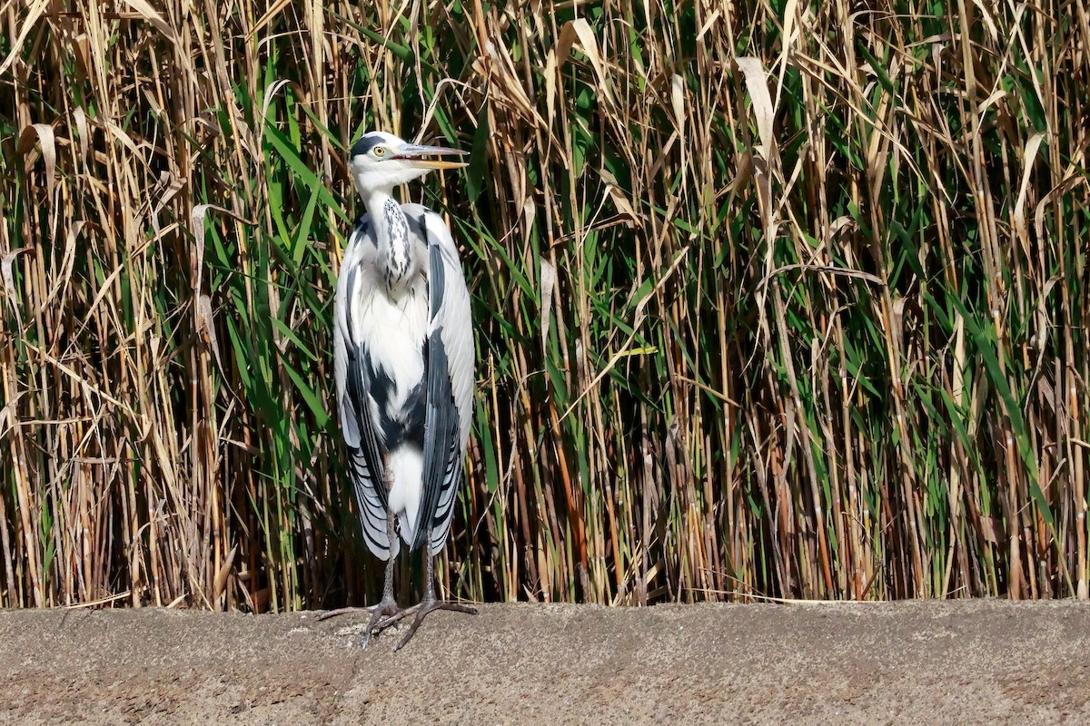 Airone cenerino - ML650619219