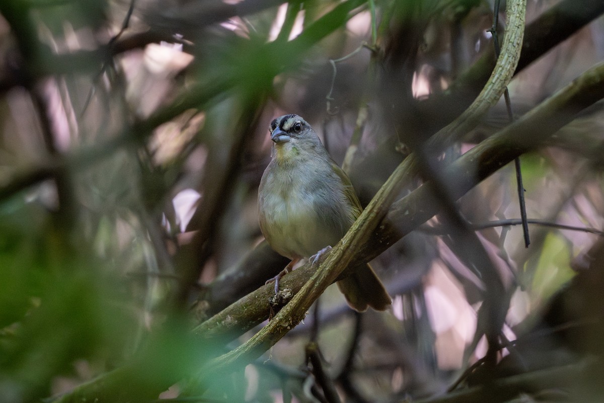 Green-backed Sparrow - ML650619220