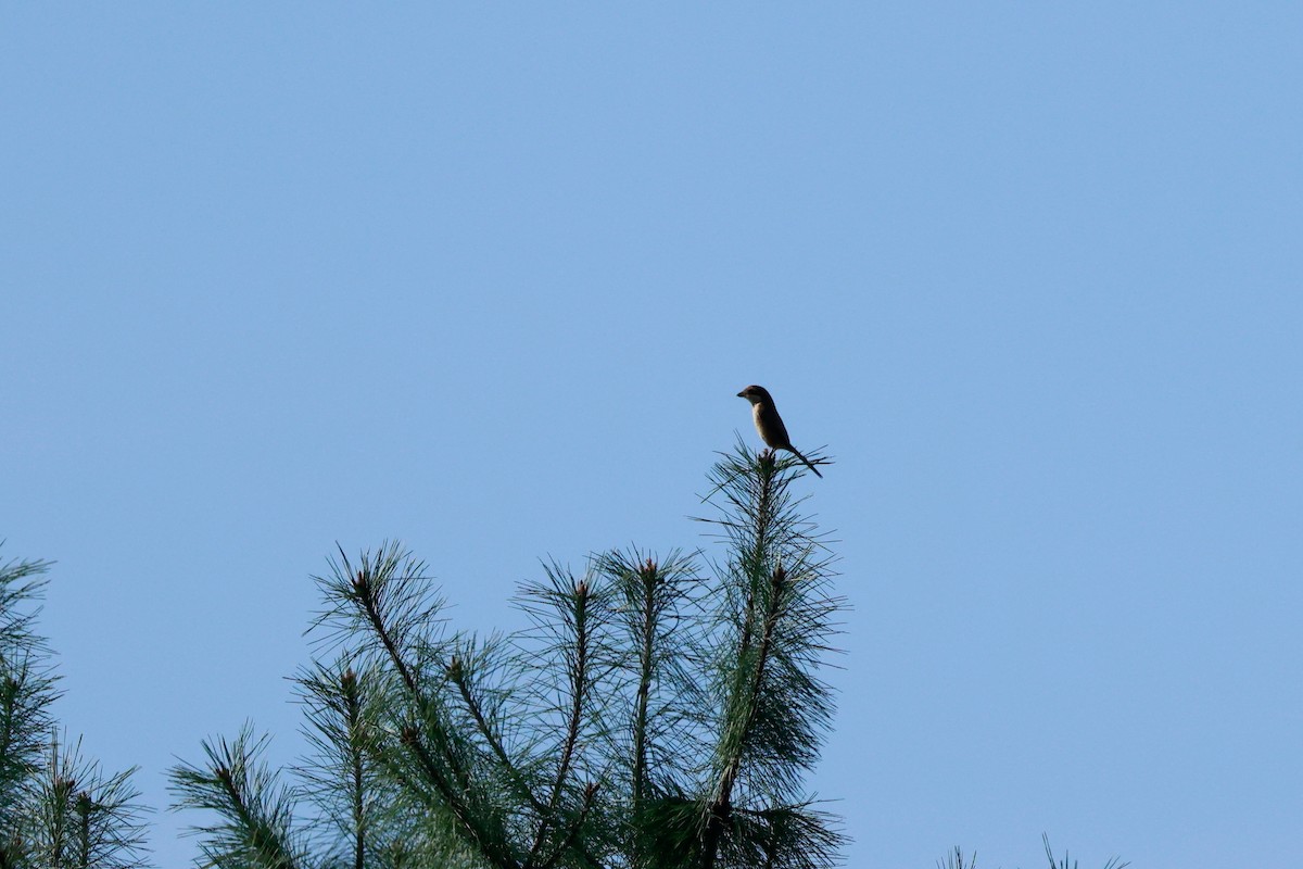 Bull-headed Shrike - ML650619221