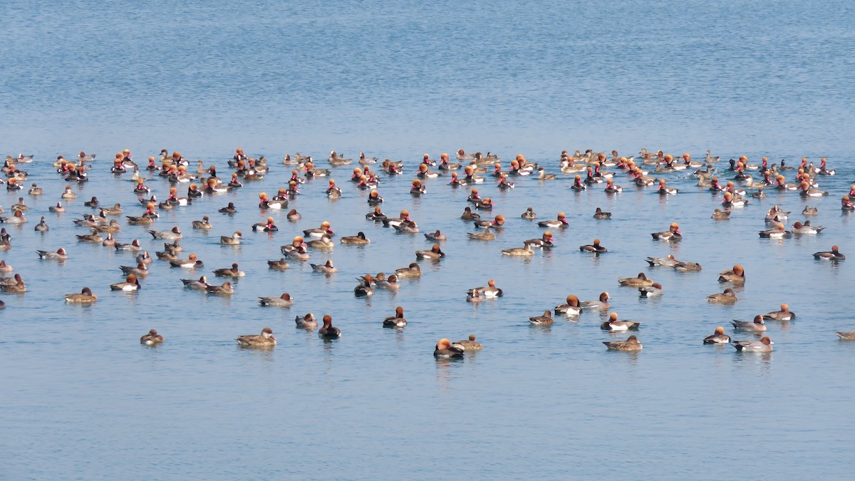 Fistione turco - ML650619222