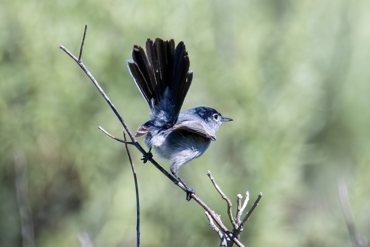 California Gnatcatcher - ML650619223