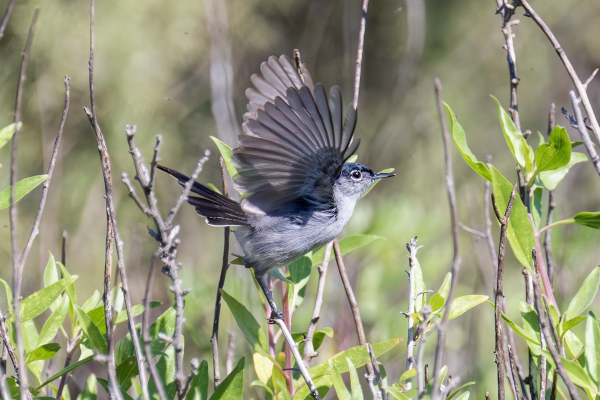 California Gnatcatcher - ML650619224