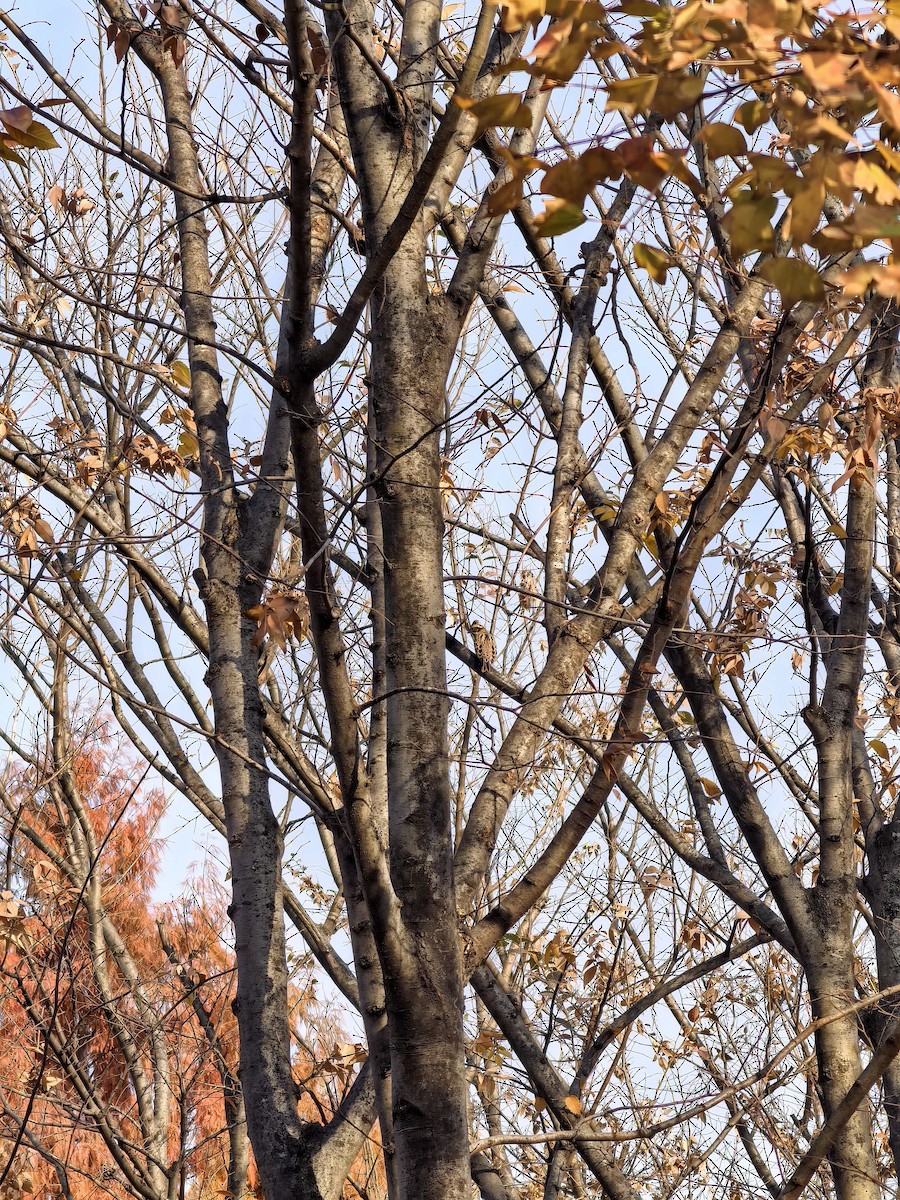 Zigolo boschereccio - ML650619225