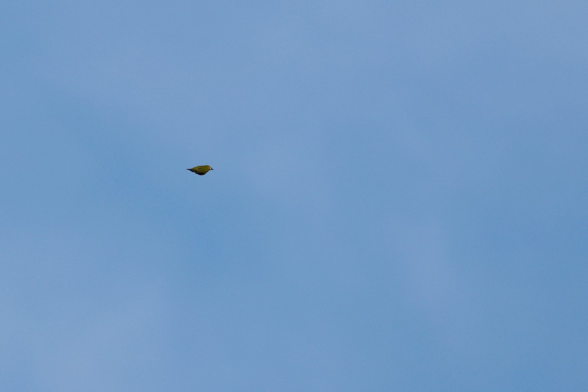 Warbling White-eye - ML650619226