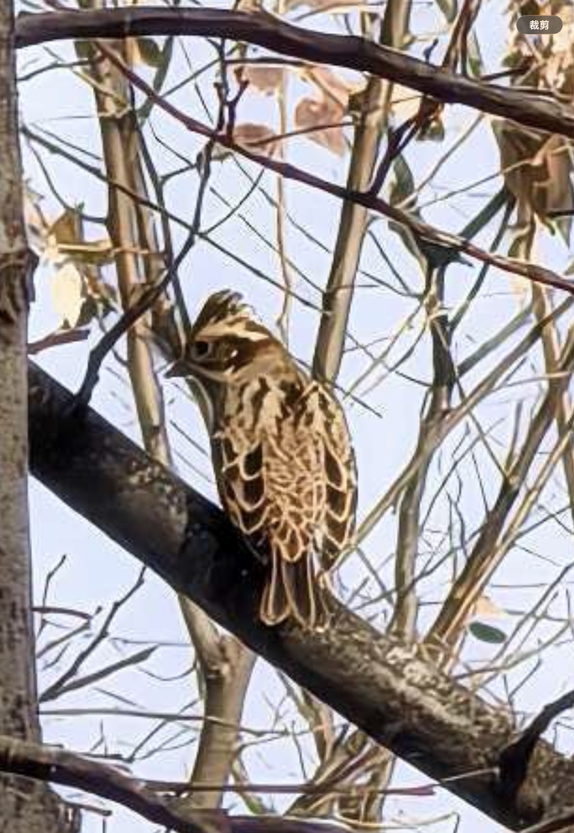 Zigolo boschereccio - ML650619227