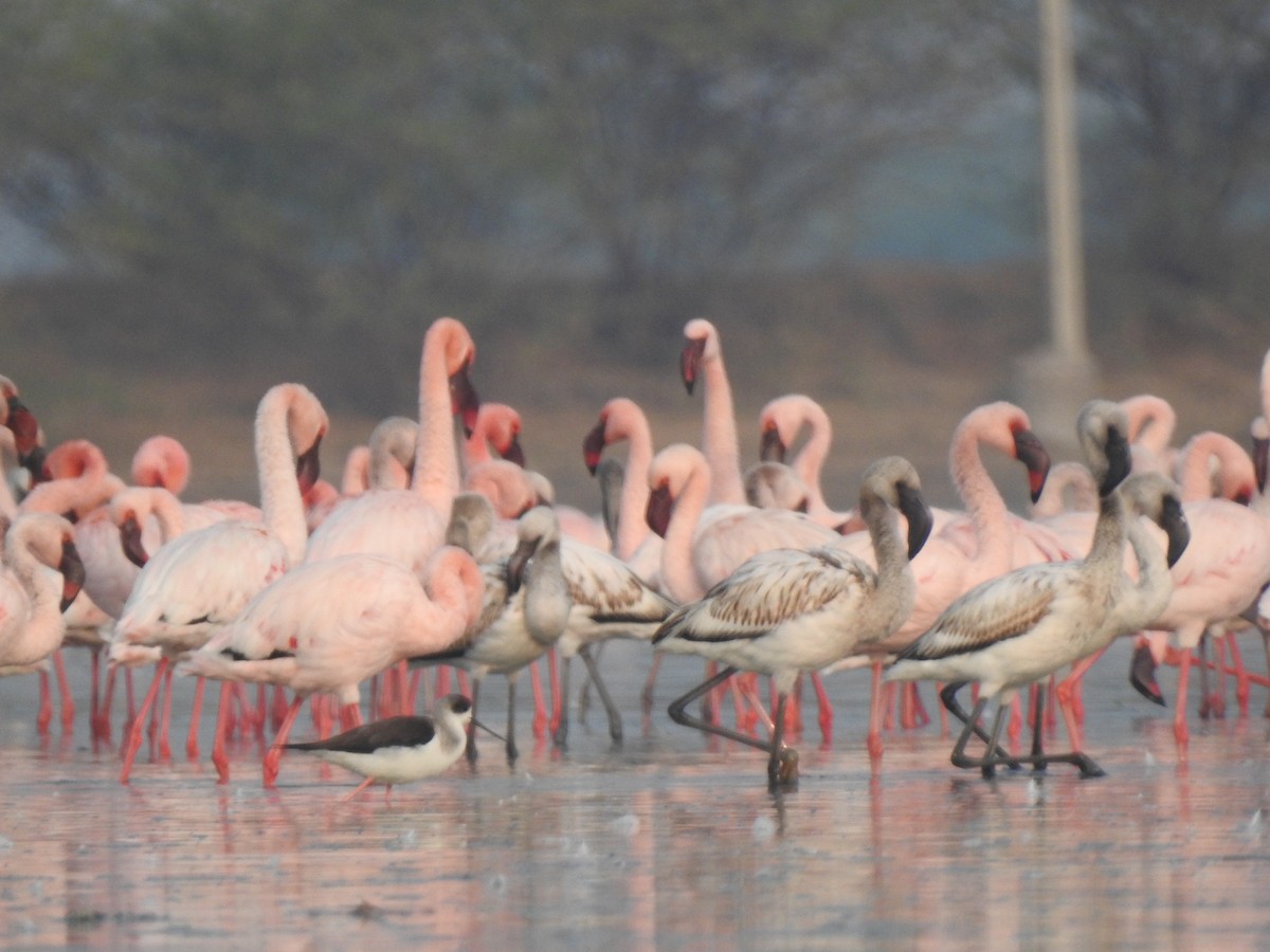 Fenicottero minore - ML650619228